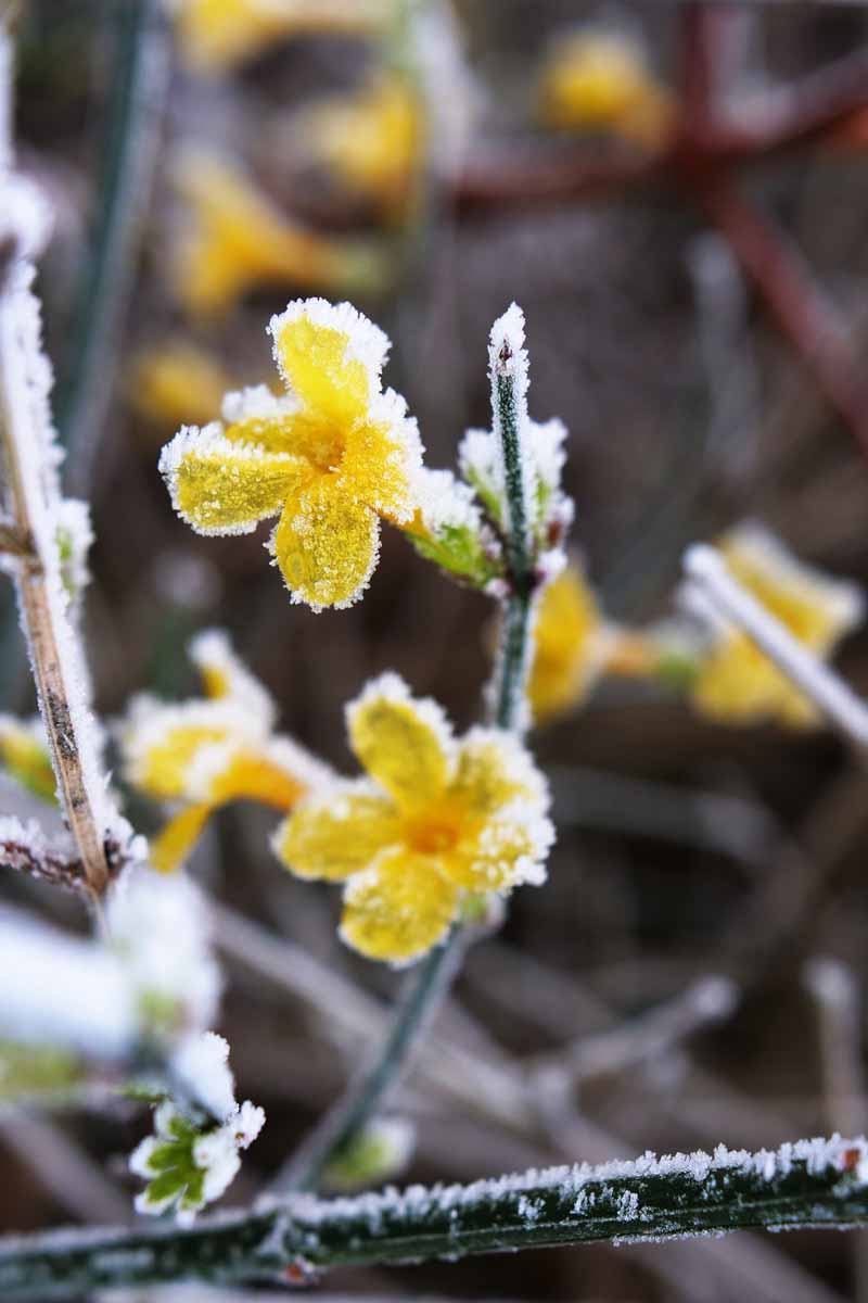 一个近距离垂直图像的黄色茉莉花覆盖霜冻在冬季拍摄的软焦点背景。