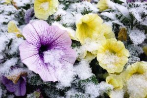 紫色和黄色的矮牵牛花在室外生长，上面有一层薄薄的雪。