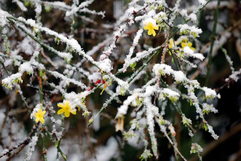 一个近距离的水平图像黄色茉莉覆盖在霜和雪的轻粉尘拍摄在一个软焦点背景。