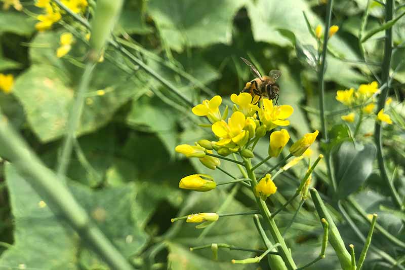 在柔和的对焦背景下，一只蜜蜂正在一棵芸苔属植物的黄色花朵上觅食。