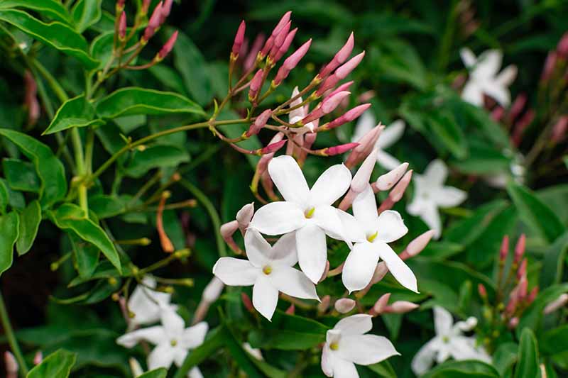 一个近距离的水平图像的白色茉莉花生长在花园里在春天。