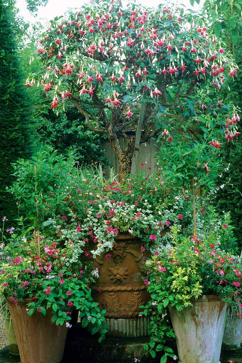 一个垂直的形象哈代樱红色,粉红色和白色的花朵在露台上的红土锅。