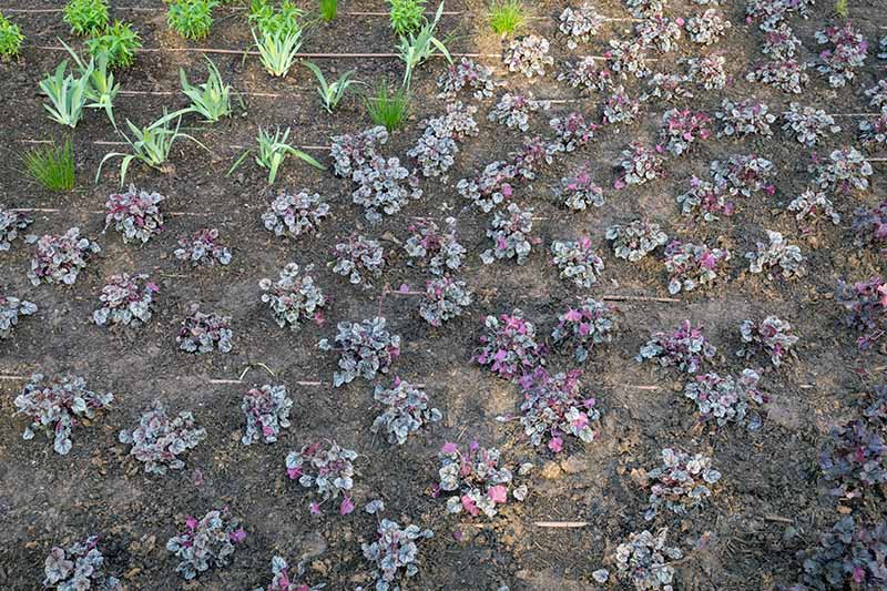 本地植物园中年轻标本的近距离水平图像。