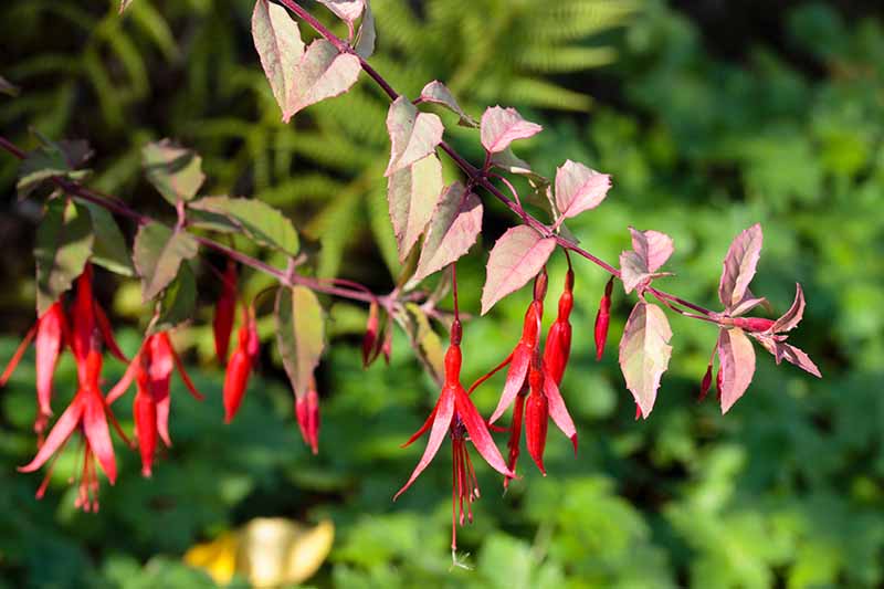 密切的横向图像粉红色和灰色的叶子和红色花的哈代紫红色灌木种植在花园里见软焦点的背景。