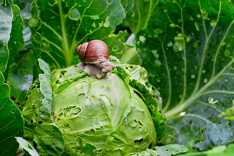 一个近距离的水平图像，一个大蜗牛在卷心菜的叶子上咀嚼洞。