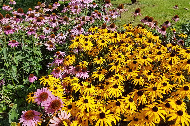 一个近距离的水平图像的花园边界种植着当地黑眼睛苏珊和在明亮的阳光下拍摄的圆锥花。