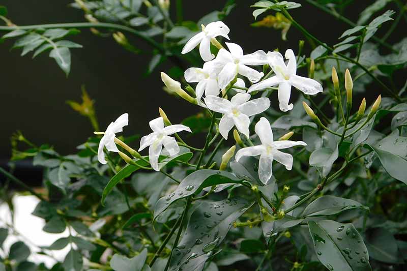 一个近距离的水平图像白色茉莉花覆盖在水滴，生长在花园里。