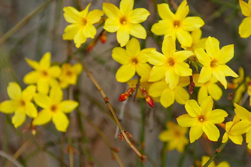 一个近距离的水平图像的黄花迎春花生长在花园里。