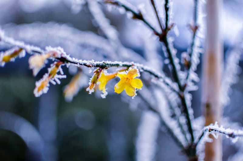 一个近距离的水平图像黄色茉莉花在一个霜冻的早晨拍摄在一个软焦点背景。