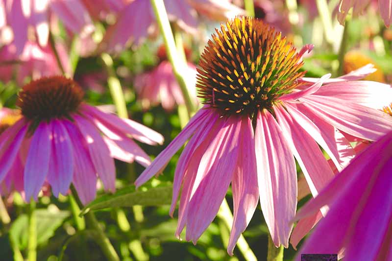 一个近距离的水平图像，亮粉色的圆锥花生长在阳光过滤下的花园里。