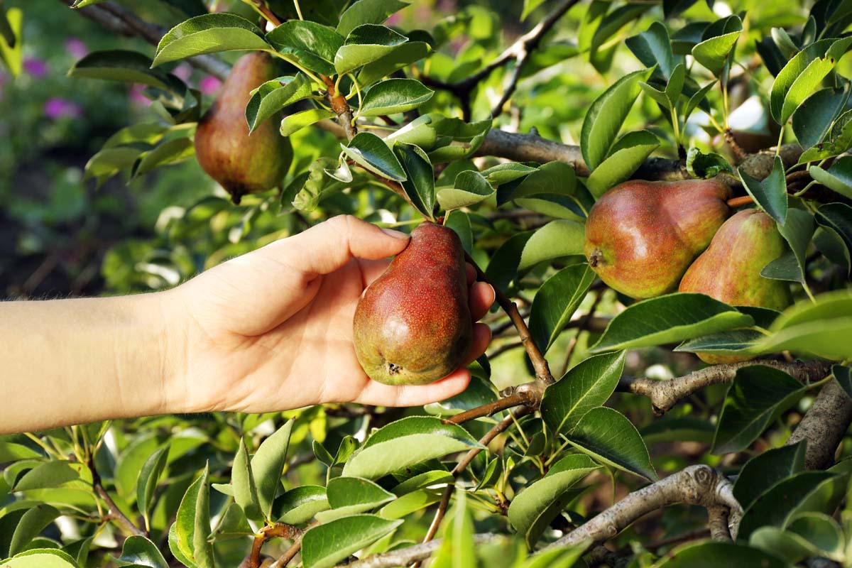 密切的横向图像框架的一只手从左边选择一个从树上成熟的梨在花园里见光阳光。