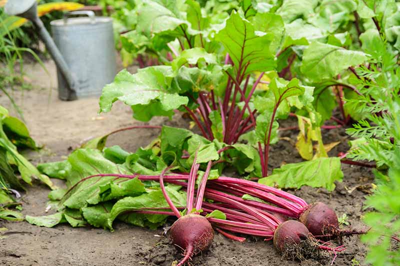 一个近距离的水平图像，新鲜收获的甜菜根放置在地上的花园。