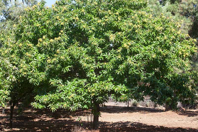 在明亮的阳光下，后院果园中生长的栗树的近距离水平图像。
