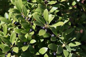 近距离水平图像墨莓冬青，青冬青生长在花园里，深紫色的浆果与浅绿色的叶子形成对比，在柔和的焦点背景下拍摄。