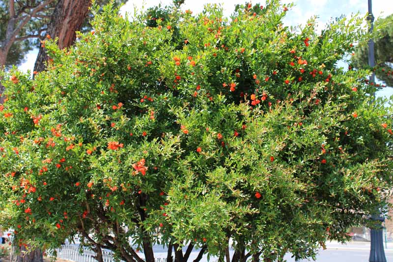 石榴的近水平形象树生长在一种shrub-like满载着明亮的橙色的花。