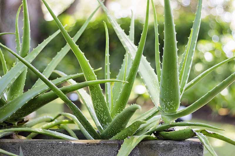一个近距离的水平图像芦荟植物生长在一个户外种植图片在一个软焦点背景。BOB体育APP苹果下载