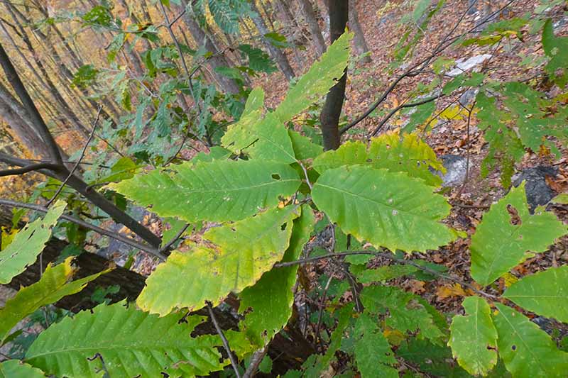 一棵栗树遭受真菌疾病的叶子的近距离水平图像。
