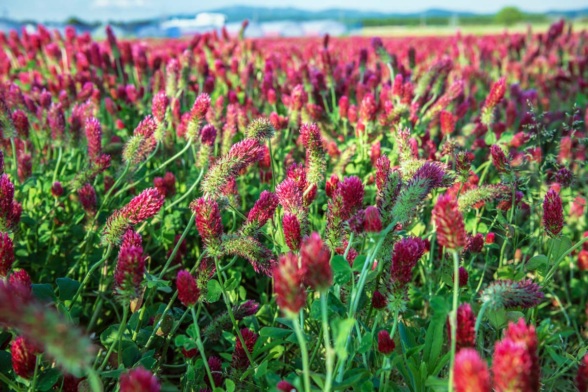 红三叶草的关闭水平图像在一个字段作为覆盖作物种植与蓝天作为背景音乐。