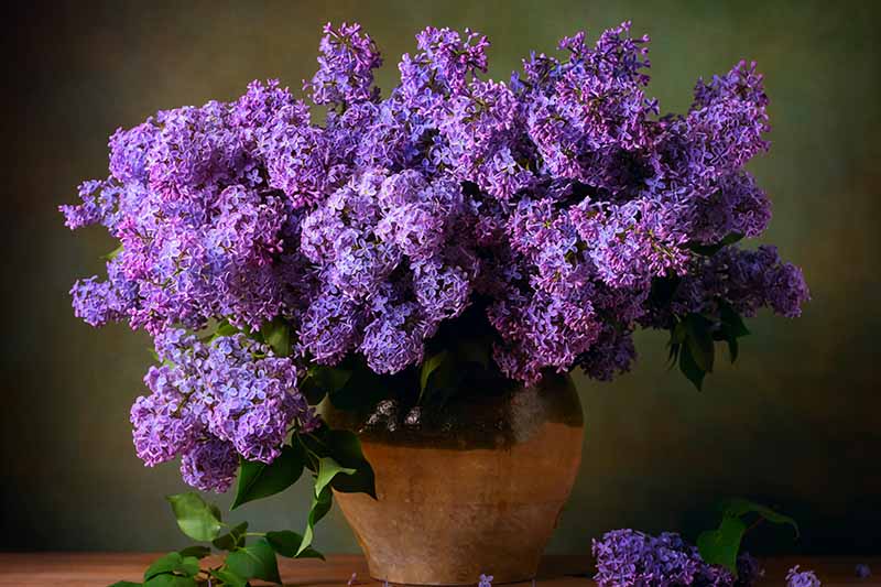 一个近距离的水平图像，一束紫色紫丁香在一个柔和的焦点背景拍摄的花盆。
