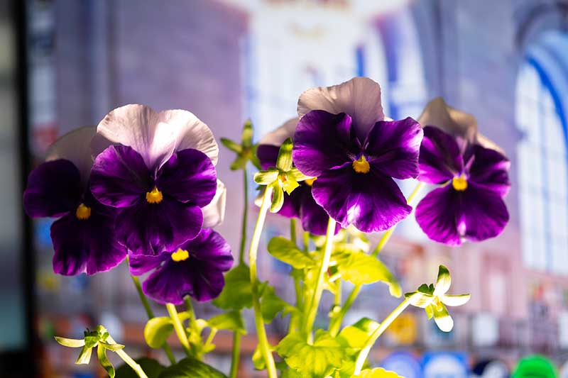 一个近距离的水平图像的盆栽紫罗兰花生长在室内描绘在一个软焦点背景。