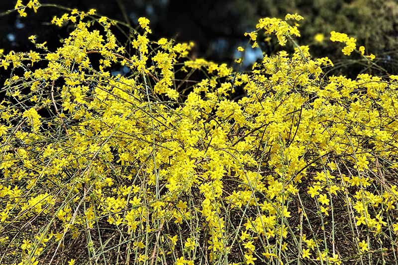 一个近距离的水平图像的迎春花(Jasminum nudiflorum)生长在花园拍摄的阳光。