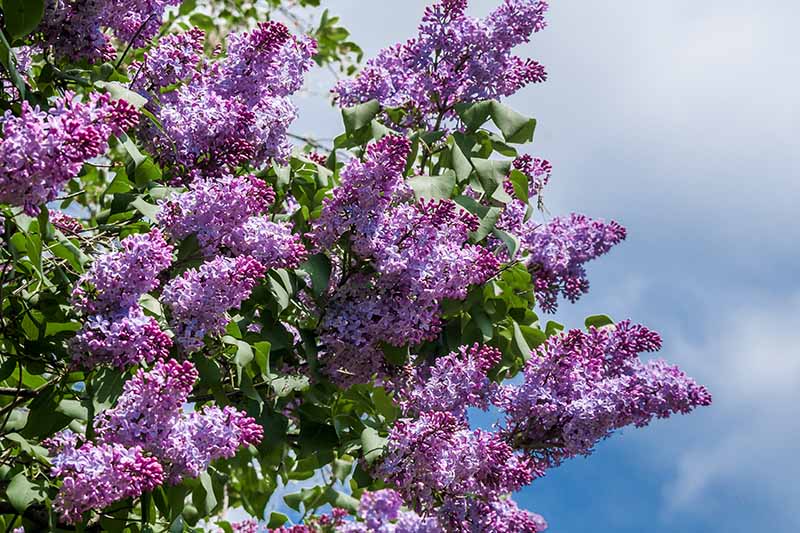 蓝色天空背景上紫色丁香花的近距离水平图像。