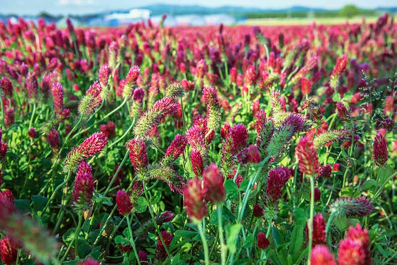 一个近距离的水平图像的红色三叶草种植在一个领域作为覆盖作物与蓝色的天空为背景。
