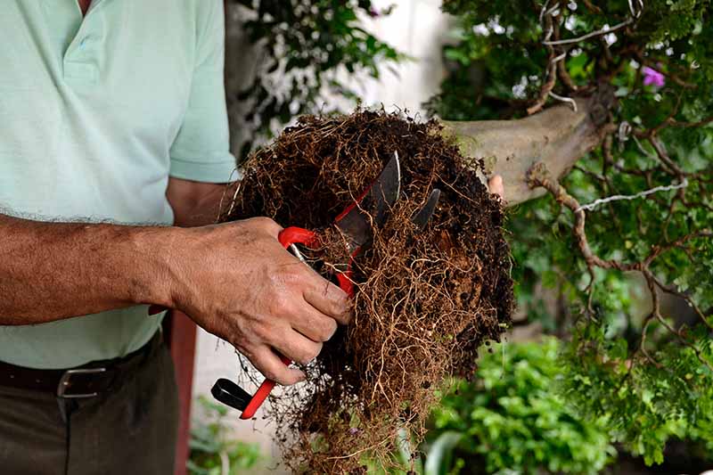 近距离水平图像，男子拿着一对剪枝修剪的根丁香灌木之前种植在一个花盆。