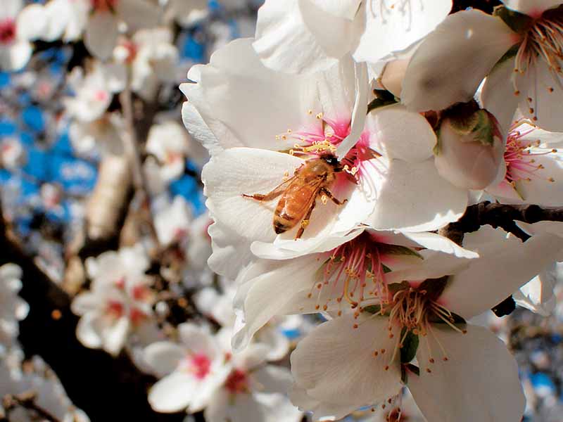 在柔和的焦点背景下，白色花朵和蜜蜂在明亮的阳光下进食的近距离水平图像。