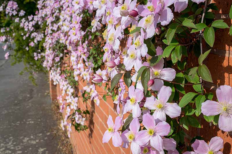 一个近距离的水平图像，粉红色的春季开花铁线莲溢出砖墙。