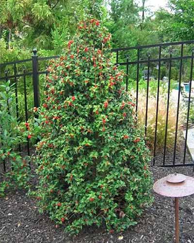 一个紧凑的Ilex aquifolium“龙女士”灌木生长在花园里的近距离垂直图像。