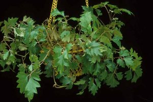 一个近距离的水平图像葡萄常青藤(Cissus alata)生长在一个吊篮中，背景为黑色。
