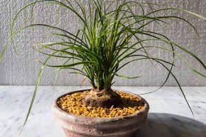 A close up horizontal image of a Beaucarnea recurvata growing as a bonsai pictured in light sunshine.