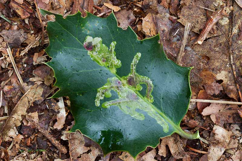 一个近距离的水平图像的Ilex aquifolium叶子遭受叶矿机损害在地面上。