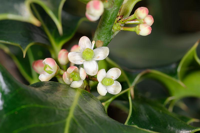 一个近距离的水平图像的小白色和粉红色的英国冬青花(Ilex aquifolium)拍摄在一个软焦点背景。