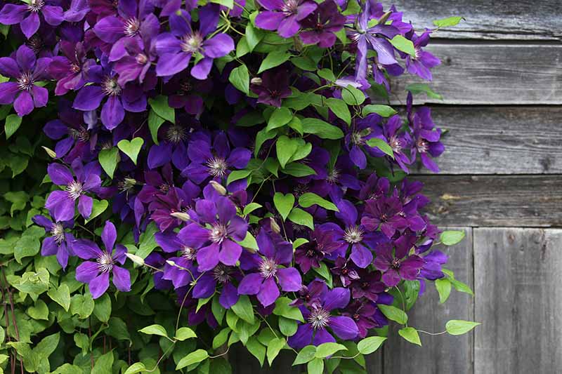 紫色铁线莲花溢出木栅栏的近距离水平图像。