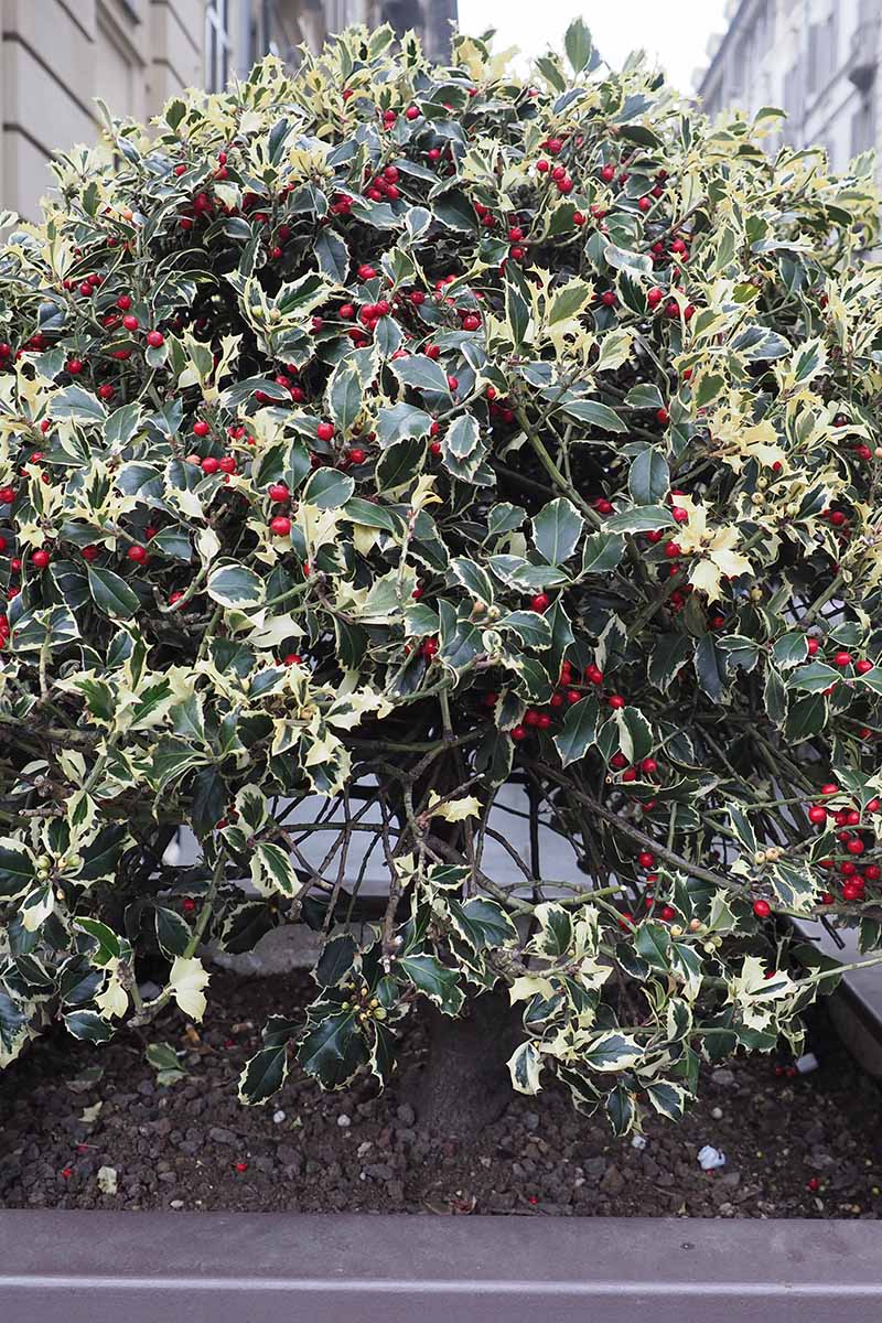 一个近距离垂直图像的杂色英国冬青(Ilex aquifolium)灌木生长在一个大容器。