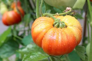 一个大的切片番茄的近距离水平图像，在软焦点背景下，水果表面有水滴。