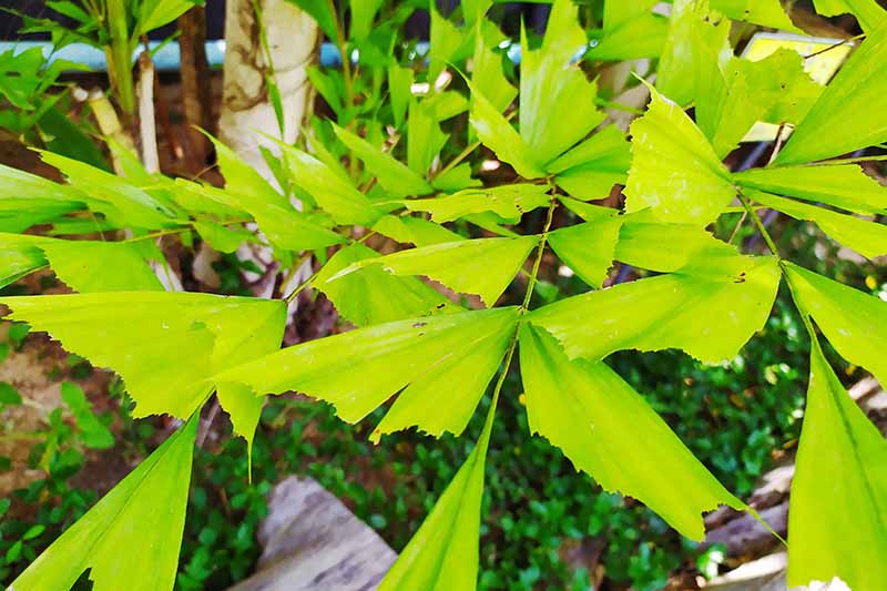 一个近距离水平图像的叶子鱼尾棕榈(Caryota mitis)生长在户外。