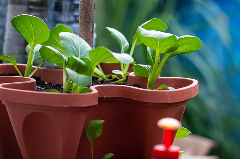 一个近距离的水平图像的小白菜植物生长在一个塑料容器图片在一个软焦点背景。BOB体育APP苹果下载