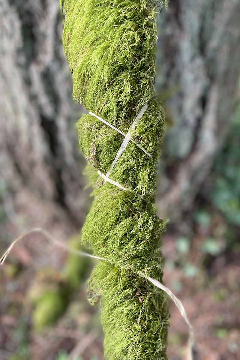 一个近距离垂直图像的一块枯木包裹苔藓锚植植物。BOB体育APP苹果下载