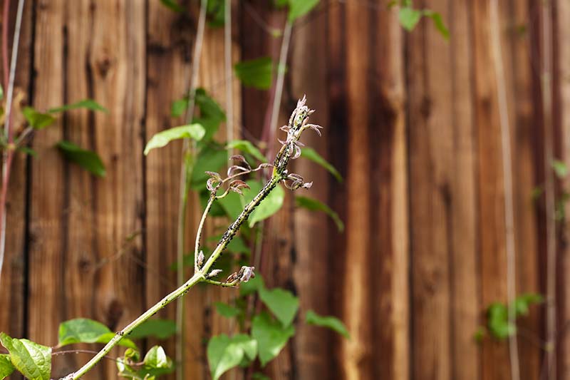 一个近距离水平图像的铁线莲藤蔓蚜虫与木栅栏的背景。