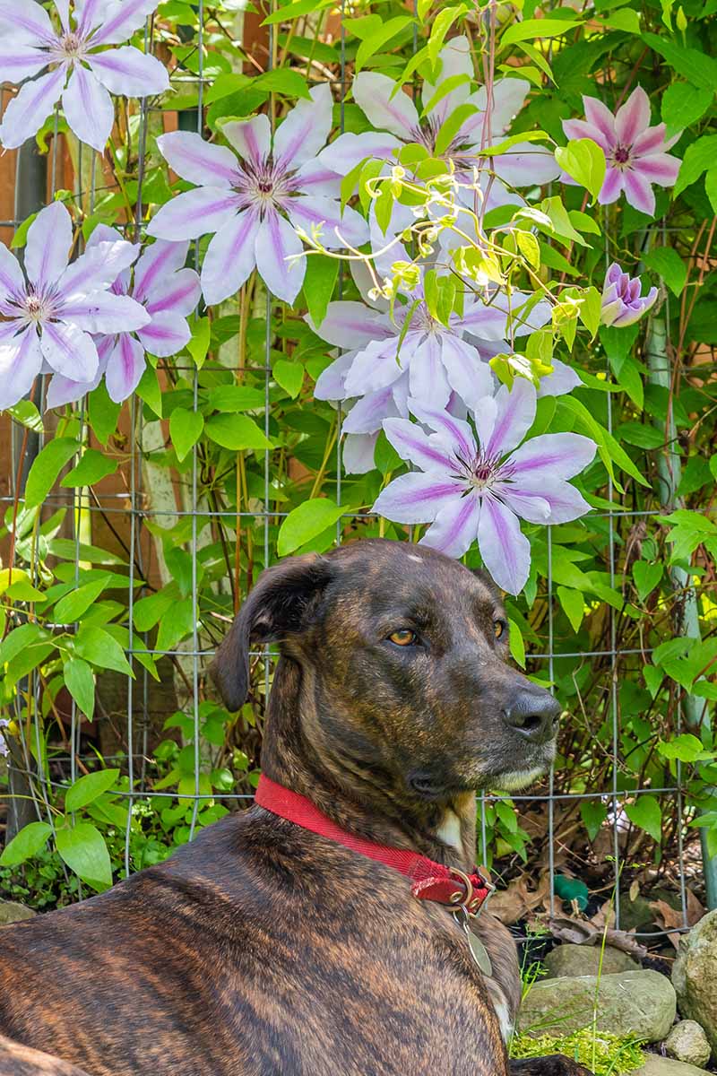 一只带着红项圈的斑纹狗坐在开花的铁线莲藤下的近距离垂直图像。