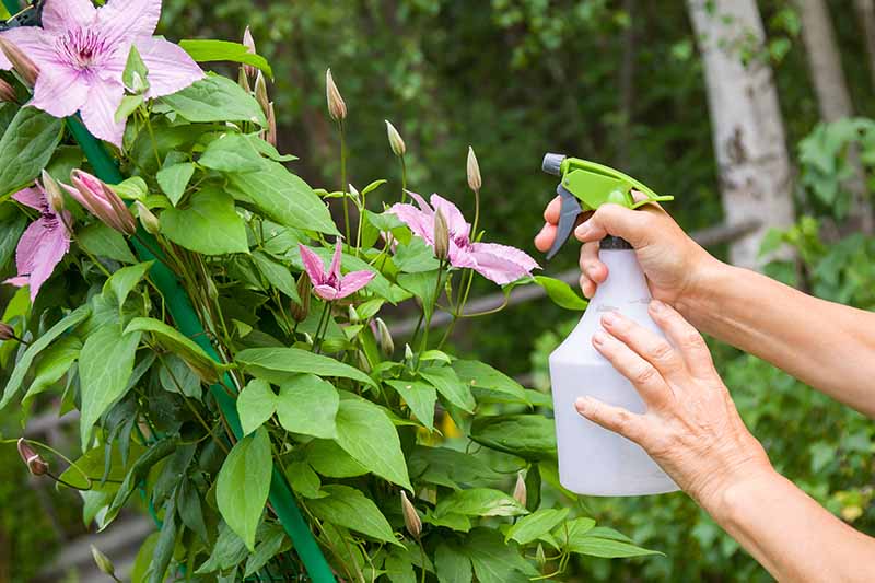 近距离水平图像的园丁拿着一个瓶子喷洒开花铁线莲藤蔓生长在花园里。