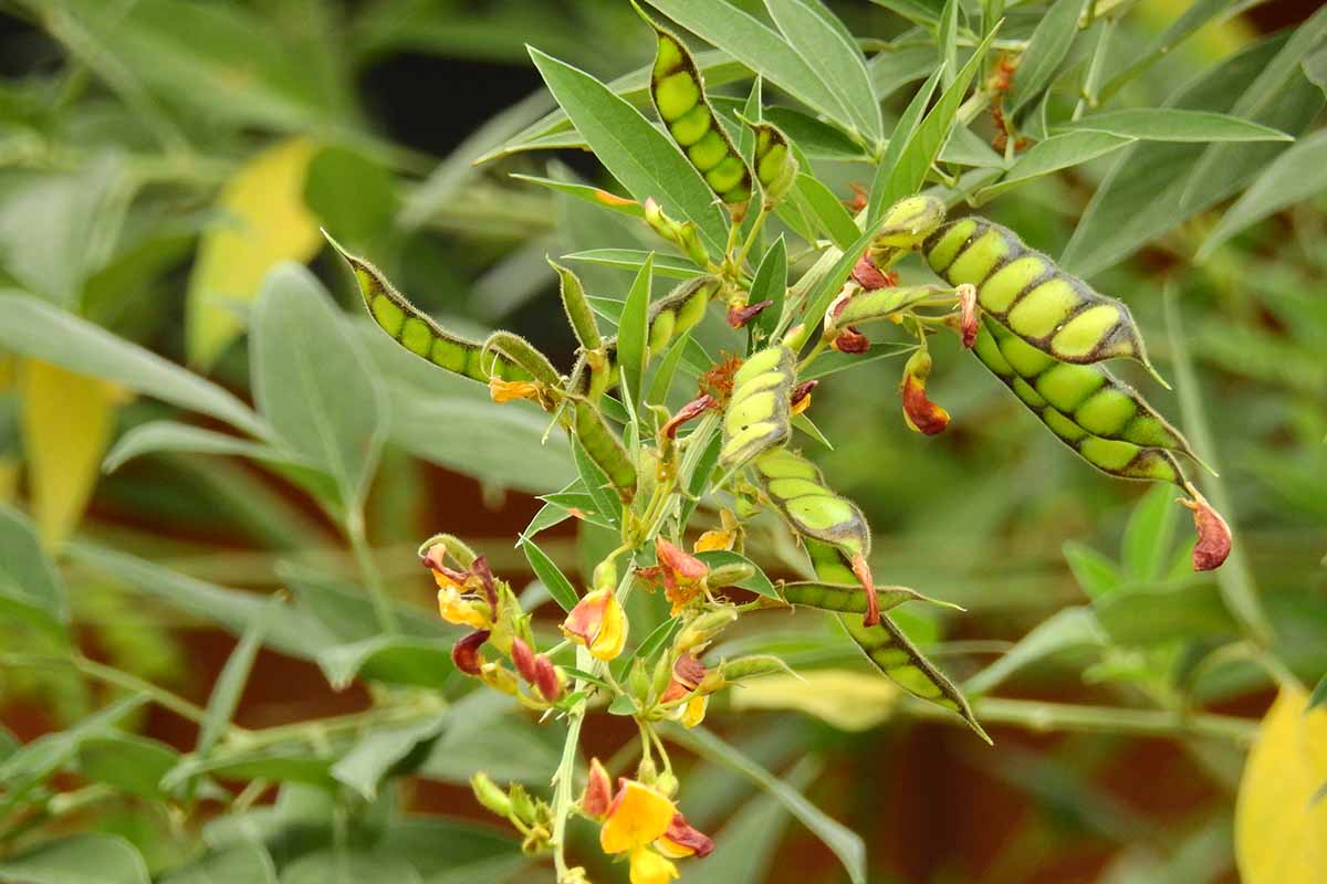 近距离的水平图像，鸽子豌豆(Cajanus cajan)生长在花园里，豆荚发育和红色的花朵，在软焦点背景下拍摄。