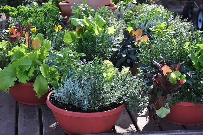 这是在阳光照射下，在木甲板上的花盆中生长的药草和蔬菜的近距离水平图像。