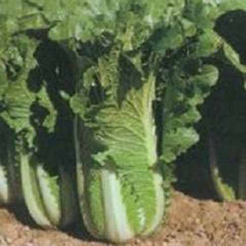 “玉塔”白菜在花园里生长的近距离正方形图像。