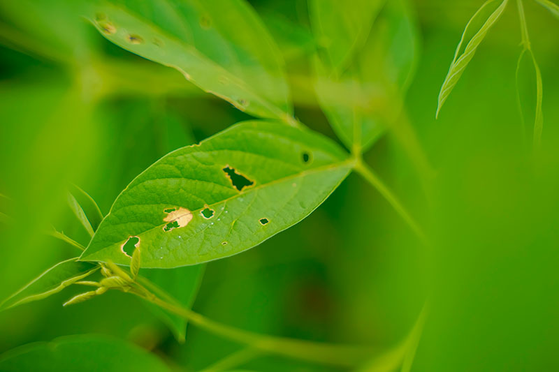 一个近距离的水平图像的叶子鸽豌豆植物遭受昆虫损害的图片在一个软焦点背景。
