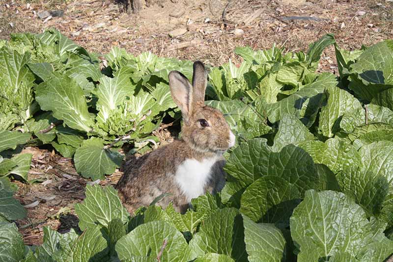 一个近距离的水平图像，一只兔子在卷心菜地里看起来有点惊慌。