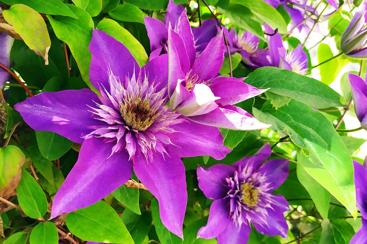 在明亮的过滤阳光下，藤蔓上生长的亮紫色铁线莲花的近距离水平图像。